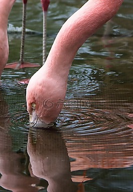 弗拉明戈,水中倒影,動(dòng)物園