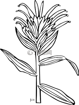 花,開花,葉子