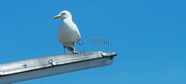 鷗,海,鳥(niǎo)