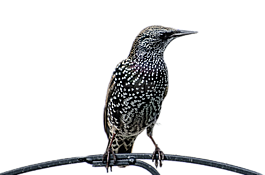 孤立,鳥,科