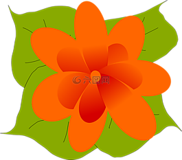 橙色,花,盛開