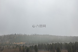 朦朧,森林,云