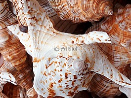 外殼,海,海灘