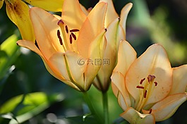 鮮花,莉莉,夏季