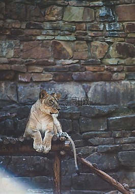 獅子,貓,動物園