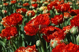 郁金香,紅色,花卉