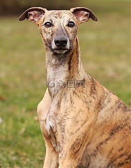 惠比特犬,狗,坐