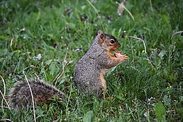 松鼠,花生,野生動物