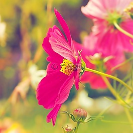 鮮花,宇宙,花園