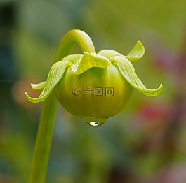 芽,大麗花,拖放