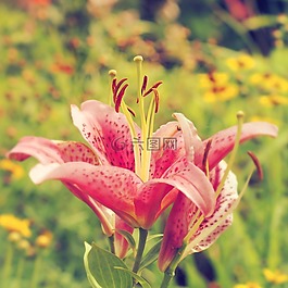 賴氨酸,鮮花,性質