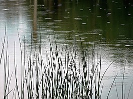 池,水,夏天