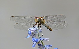 動物,昆蟲,蜻蜓