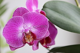 時光,花,廠