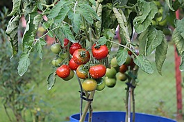 西紅柿,廠,園