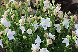 白色的花,植物群,大自然