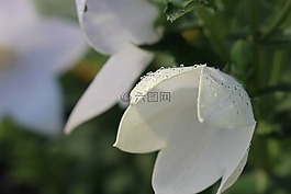 白色的花,植物群,大自然