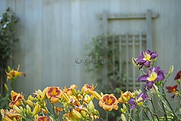 鮮花,谷倉,花園