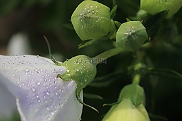 白色的花,植物群,大自然