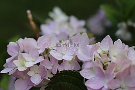 白色的花,植物群,大自然