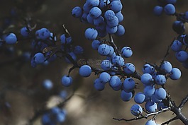 蓝莓,藤,水果