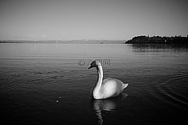 博登湖,天鵝,鳥(niǎo)