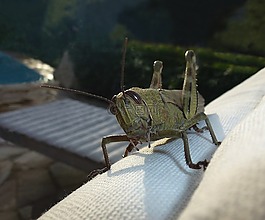蝗蟲,特寫,肖像