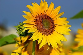 太陽(yáng)花,太陽(yáng),天空