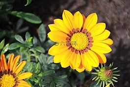 花,性質(zhì),黃色