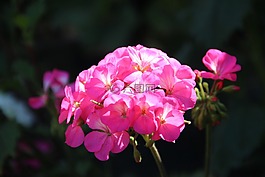 天竺葵,花卉,豐厚