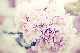 鮮花花束,丁香,束鮮花