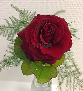 ros,红色,鲜花