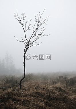 霧,根,秋季