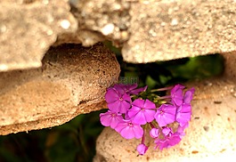 籬笆,孔,花