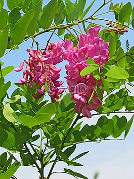 粉紅色的阿拉伯膠,合歡,鮮花