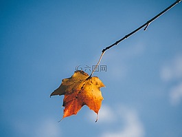 叶,秋,孤立