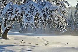 冬天,寒冬,雪