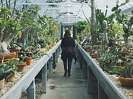 仙人掌,温室,植物