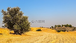 樹,草甸,景觀
