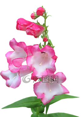 花,粉紅色,夏天