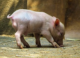 動物,豬,小豬