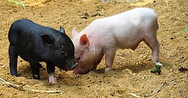 動物,豬,小豬