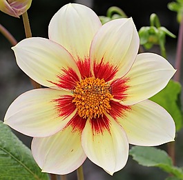 嬌琴紗,花,開花