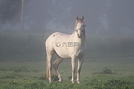 馬,愛爾蘭,霧