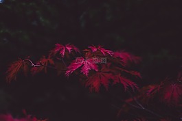 葉子,秋,紫色