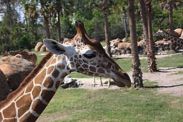 長(zhǎng),動(dòng)物園,高大