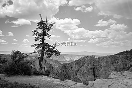 孤樹,山,天空