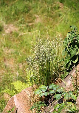 草,花園,草地