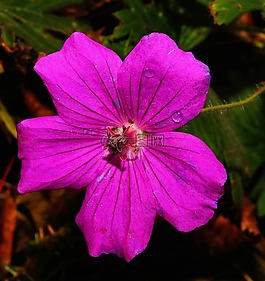 花,開花,紫