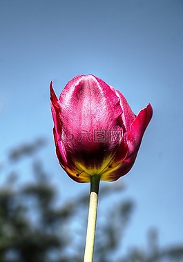 夏天花,自然,光明